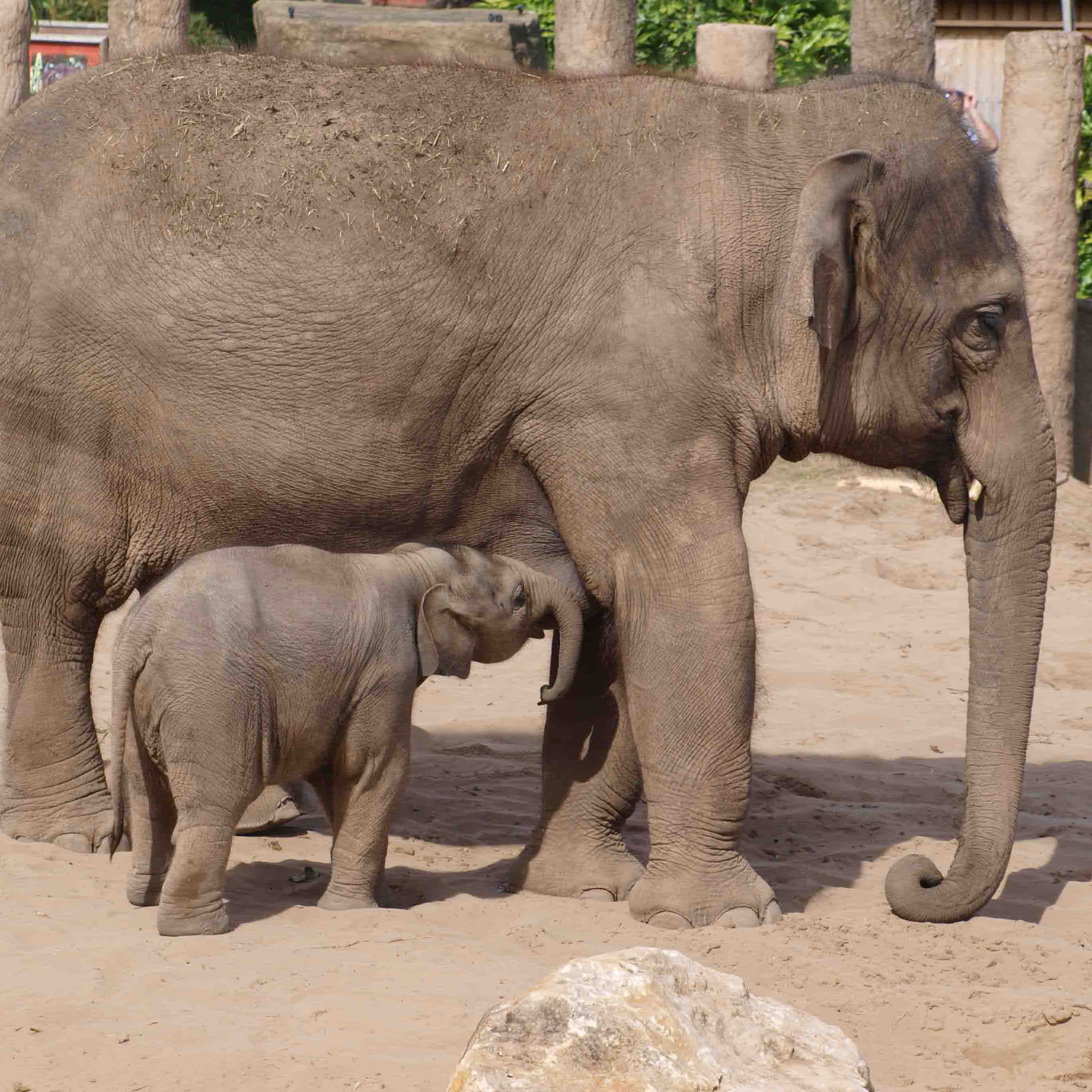 Chester Zoo – Yatehouse Farm